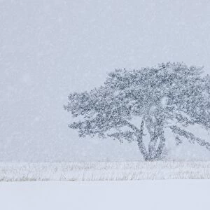 European Black Pine -Pinus nigra- in a snowstorm, Lower Austria, Austria, Europe
