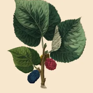 European Chestnut Tree, Victorian Botanical Illustration