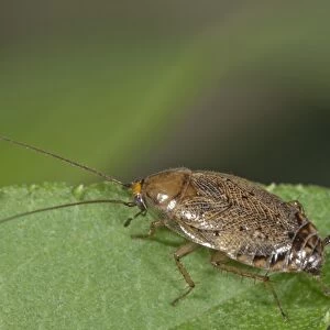 European Cockroach -Ectobius lapponicus-, female, Baden-Wurttemberg, Germany