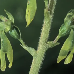 European Common Twayblade (Listera ovata), single flowers European Common Twayblade (Listera ovata), single flowers