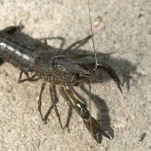 European Crayfish -Astacus astacus-, captive, Germany