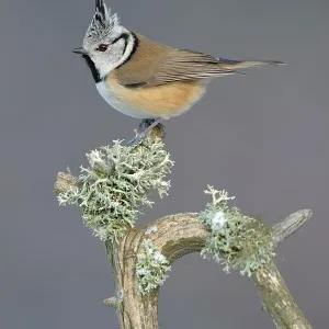 European Crested Tit (Lophophanes cristatus) perched on its song post, an old pine branch with lichens, Swabian Alb biosphere reserve, Baden-Wuerttemberg, Germany