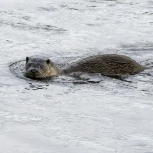European dog Otter (Lutra lutra) European dog Otter (Lutra lutra)