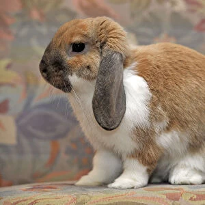 European Dwarf Rabbit -Oryctolagus cuniculus-