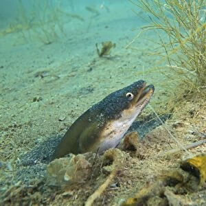 European eel -Anguilla anguilla- looking out of its small cave, Lake Helenesee near Frankfurt an der Oder, Brandenburg, Germany, Europe