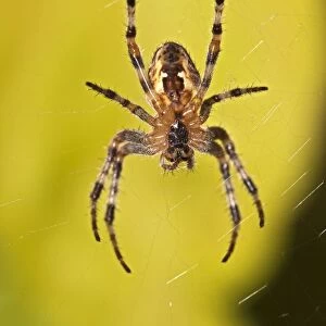 European garden spider -Araneus diadematus-, spider of the year 2010