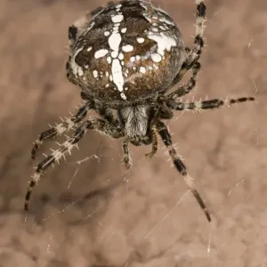 European Garden Spider Print - Female on House Wall