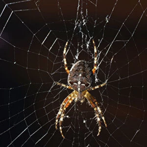 European Garden Spider, Diadem Spider or Cross Orbweaver -Araneus diadematus- in a web, Stuttgart, Baden-Wuerttemberg, Germany, Europe