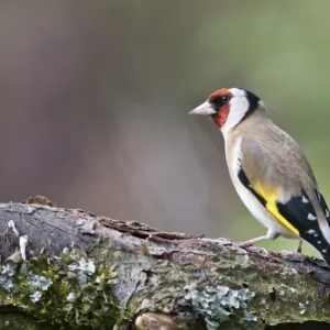 European Goldfinch -Carduelis Carduelis- foraging in an apple tree, Untergroeningen, Baden-Wuerttemberg, Germany, Europe