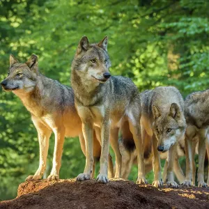 European Gray Wolf, Canis lupus lupus, Pack of Wolves European Gray Wolf, Canis lupus lupus, Pack of Wolves