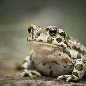 European Green Toad -Bufo viridis-, Rerik, Rerik, Mecklenburg-Western Pomerania, Germany