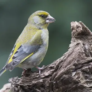 European greenfinch (Carduelis chloris) sits on deadwood, Emsland, Lower Saxony, Germany European greenfinch (Carduelis chloris) sits on deadwood, Emsland, Lower Saxony, Germany