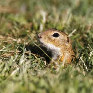 European ground squirrel or souslik (Spermophilus citellus) looking out of its cave European ground squirrel or souslik (Spermophilus citellus) looking out of its cave