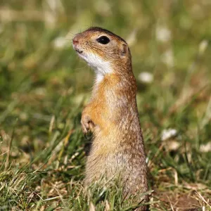 European ground squirrel or souslik (Spermophilus citellus) standing on its hind legs and watching its surroundings European ground squirrel or souslik (Spermophilus citellus) standing on its hind legs and watching its surroundings