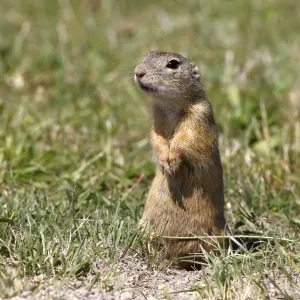 European ground squirrel or souslik (Spermophilus citellus) standing on its hind legs and watching its surroundings European ground squirrel or souslik (Spermophilus citellus) standing on its hind legs and watching its surroundings