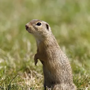 European ground squirrel or souslik (Spermophilus citellus) standing on its hind legs and watching its surroundings European ground squirrel or souslik (Spermophilus citellus) standing on its hind legs and watching its surroundings