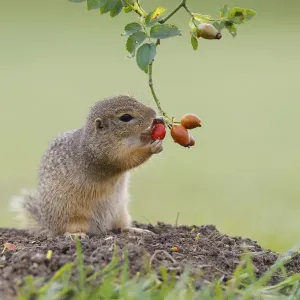 European Ground Squirrel Holding a Rose Hip Print European Ground Squirrel Holding a Rose Hip Print