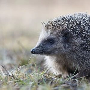 European hedgehog (Erinaceus europaeus), Emsland, Lower Saxony, Germany