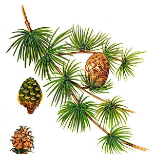 European Larch or Larix tree (Larix decidua). Branch with green foliage and brown cones isolated on white background
