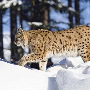 European lynx (Felis lynx, Lynx lynx) running in the snow, Bavarian Forest National Park, Bavaria, Germany, Europe