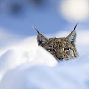 European lynx (Felis lynx, Lynx lynx) in the snow, Bavarian Forest National Park, Bavaria, Germany, Europe