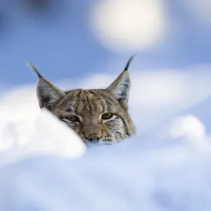 European Lynx Print in Snowy Bavarian Forest European Lynx Print in Snowy Bavarian Forest