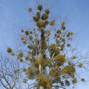 European Mistletoe or Common Mistletoe -Viscum album- growing on a Poplar tree -Populus sp-, Saxony-Anhalt, Germany