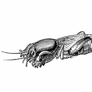 European Mole Cricket (Gryllotalpa Gryllotalpa)