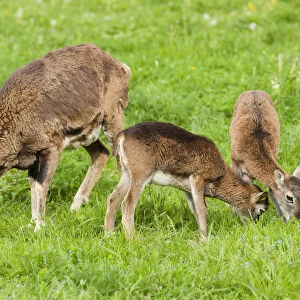 European Mouflon -Ovis ammon musimon-, female and two lambs eating grass, Thuringia, Germany