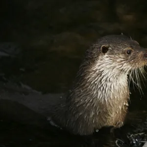 European Otter -Lutra lutra-, captive