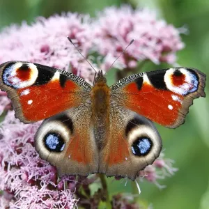 European Peacock (Inachis io) on an Eupatorium flower European Peacock (Inachis io) on an Eupatorium flower