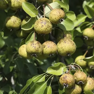 European Pear Print in an Orchard Meadow European Pear Print in an Orchard Meadow