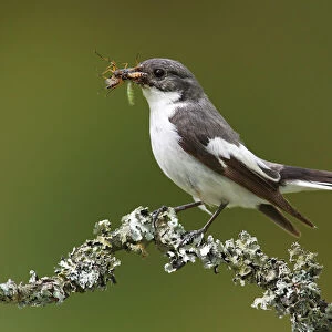 European Pied Flycatcher -Ficedula hypoleuca-, male with an insect in its beak perched on a branch, Altenseelbach, Neunkirchen, North Rhine-Westphalia, Germany
