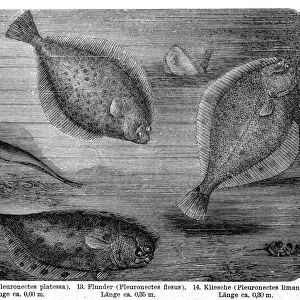 The European plaice (Pleuronectes platessa), European flounder (Platichthys flesus), common dab (Limanda limanda)