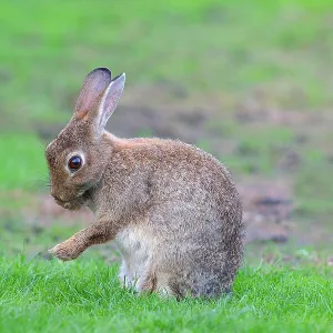 European rabbit (Oryctolagus cuniculus) cleaning itself, sitting in a meadow, Fehmarn Island, Schleswig-Holstein, Germany