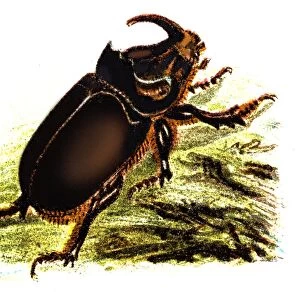 The European rhinoceros beetle (Oryctes nasicornis)
