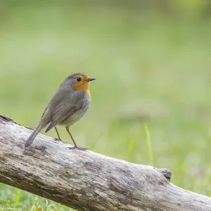 European Robin Print - Erithacus rubecula, Tyrol, Austria European Robin Print - Erithacus rubecula, Tyrol, Austria