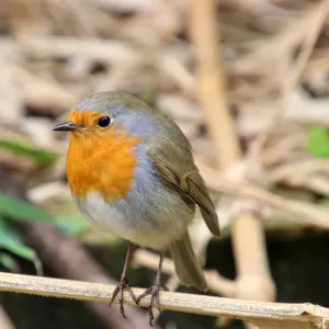 European robin (Erithacus rubecula) European robin (Erithacus rubecula)