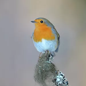 European Robin (Erithacus rubecula) perched on its song post, a spruce twig with lichens in winter, Swabian Alb biosphere reserve, Baden-Wuerttemberg, Germany