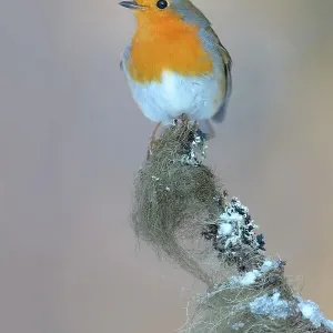 European Robin (Erithacus rubecula) perched on its song post, a spruce twig with lichens in winter, Swabian Alb biosphere reserve, Baden-Wuerttemberg, Germany