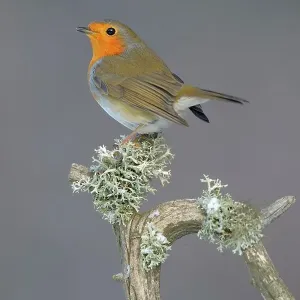 European Robin (Erithacus rubecula) perched on its song post, an old pine branch with lichens, Swabian Alb biosphere reserve, Baden-Wuerttemberg, Germany