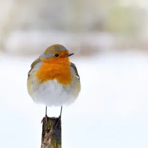 European Robin Perched Print European Robin Perched Print