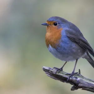 European robin (Erithacus rubecula) sits on branch, Emsland, Lower Saxony, Germany European robin (Erithacus rubecula) sits on branch, Emsland, Lower Saxony, Germany