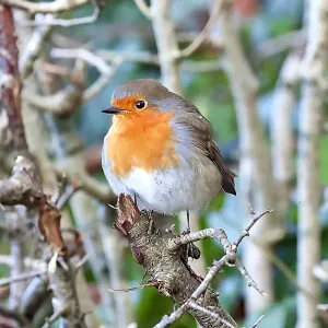 The European robin hiding in the trees The European robin hiding in the trees