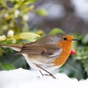 European Robin in Snow Print European Robin in Snow Print