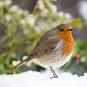 European Robin in the snow European Robin in the snow