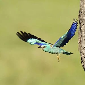 European Roller -Coracias garrulus-, flying out from the nesting hole in an old apple tree, Bulgaria