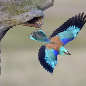 European roller -Coracias garrulus- departing from its nist cave, Kiskunsag National Park, Hungary