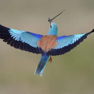 European roller -Coracias garrulus- in flight with prey, grass snake -Natrix natrix-, Kiskunsag National Park, Hungary