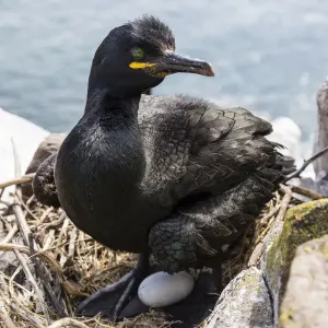 European Shag Print, Farne Islands European Shag Print, Farne Islands